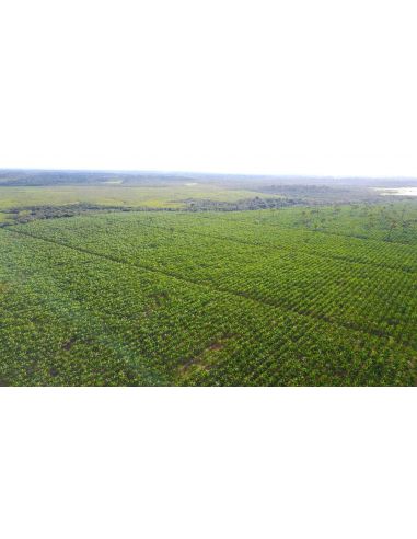 Plantation d'açai au Brésil