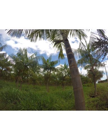 Palmier Pinot acheter la baie d'açai