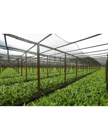 Açaí em Pó Liofilizado