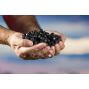 Vente Açai en Poudre du Brésil, importateur d'açai du Brésil, ou trouver de l'açai à Lille