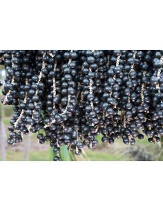 Acai in Freeze Dried Powder 2