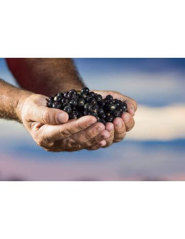 Acai Pulp in Powder Per Kilo