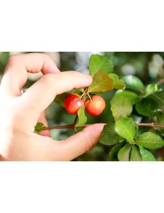 Acérola en Poudre au Kilo -  Malphighia punicifolia 2