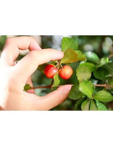 Acérola POUDRE 500g Malphighia punicifolia Pure et Bio