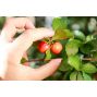Acérola POUDRE 500g Malphighia punicifolia Pure et Bio