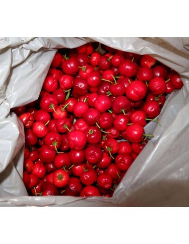 Acérola POUDRE 500g Malphighia punicifolia Pure et Bio