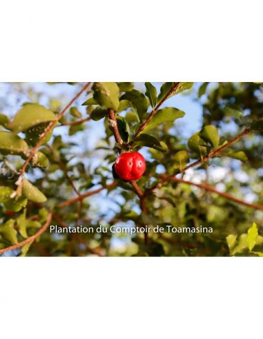 Cerise Acérola Vitamine C