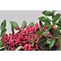 Pink Berry - Brazil
