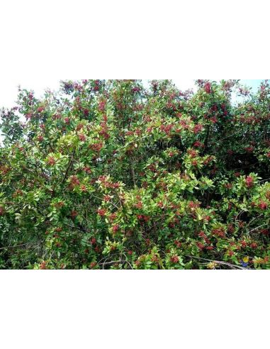 Pimenta Rosa - Brasil