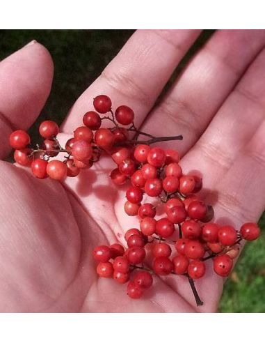 les baies roses dans la main d'Arnaud Sion après la récolte