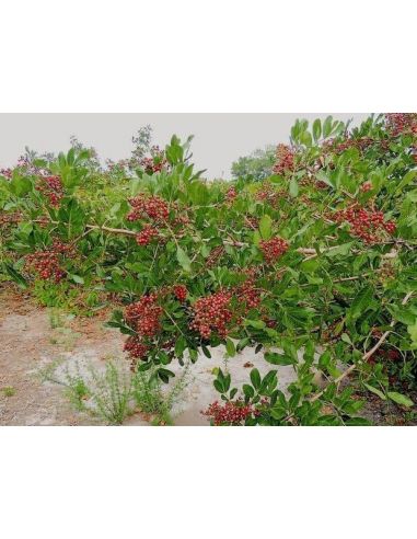 Pimenta Rosa - Brasil