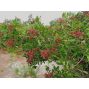 Pink Berry - Brazil