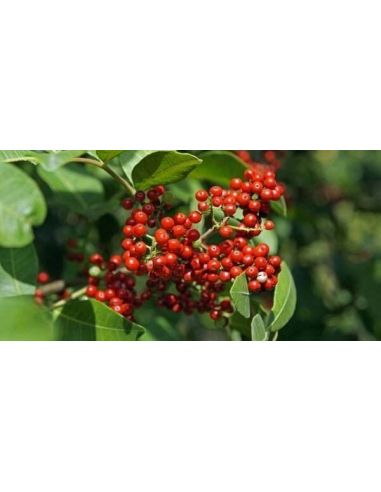 Pimenta Rosa - Brasil