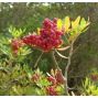 Pink Berry - Brazil