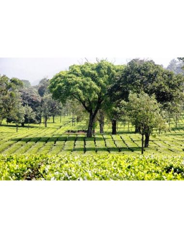 Chá Preto Kerala OP