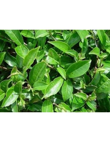 Ceylon Black Tea OP