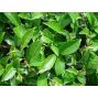 Ceylon Black Tea OP