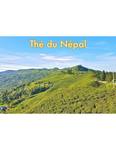 Thé du Népal vente en ligne
