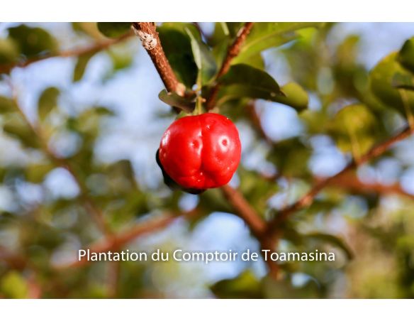 Coffret Remise en Forme Brésilien