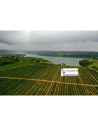 Pepper plantation in Brazil - Espirito Santo