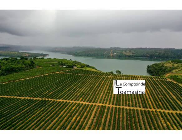Plantation de poivre au Brésil - Espirito Santo