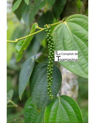 Green pepper on the pepper tree