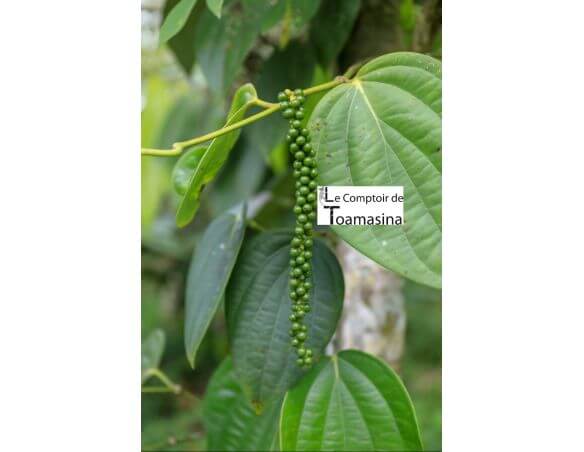 Pimenta verde na árvore de pimenta