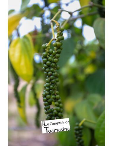 Peppercorns from Brazil