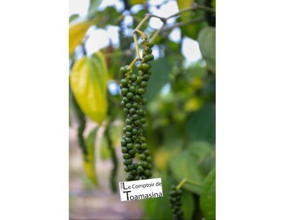 Poivre en grain du Brésil