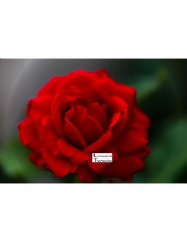 Água de Rosa Culinária Búlgara para Pâtisserie