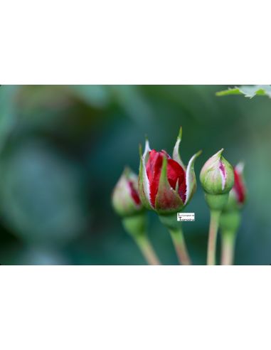Água de Rosa Culinária Búlgara para Pâtisserie