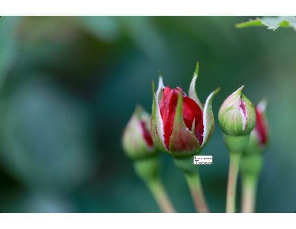 Água de Rosa Culinária Búlgara para Pâtisserie