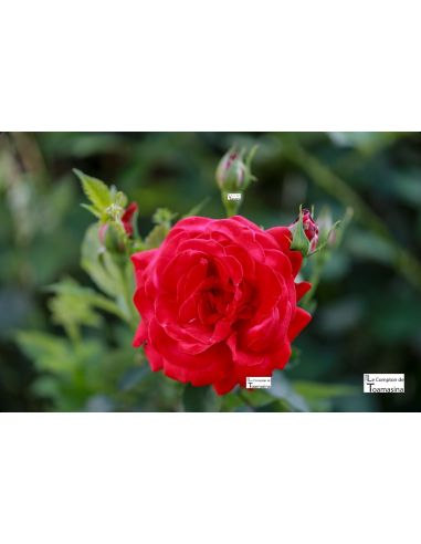 Extrait d'eau de rose naturelle
