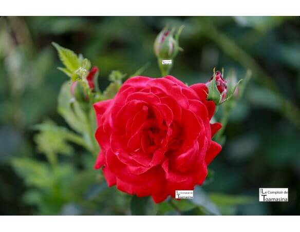 Água de Rosa Culinária Búlgara para Pâtisserie