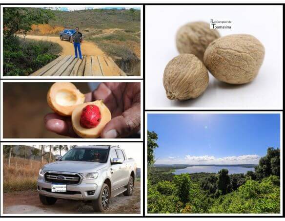 Noix de muscade issue des meilleures plantations. Une saveur intense - Arnaud Chercheur d'épices et de vanille