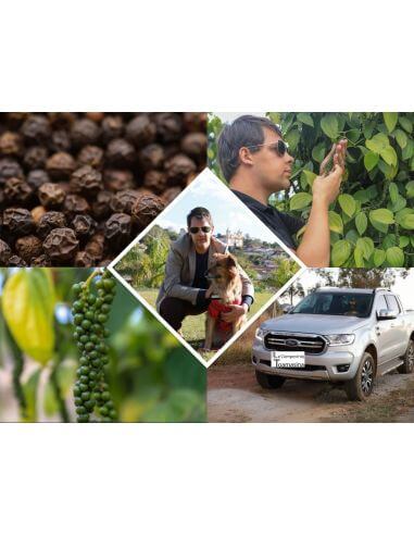 Pimenta Preta de Sarawak