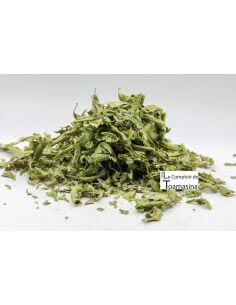 Folha de Verbena