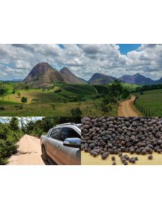 Black Pepper in Kilo 2