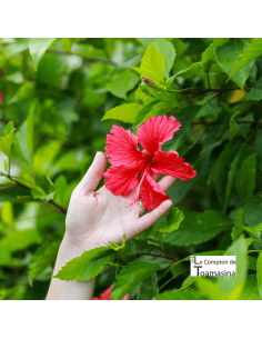 Hibiscus Fleurs (Carcadé)