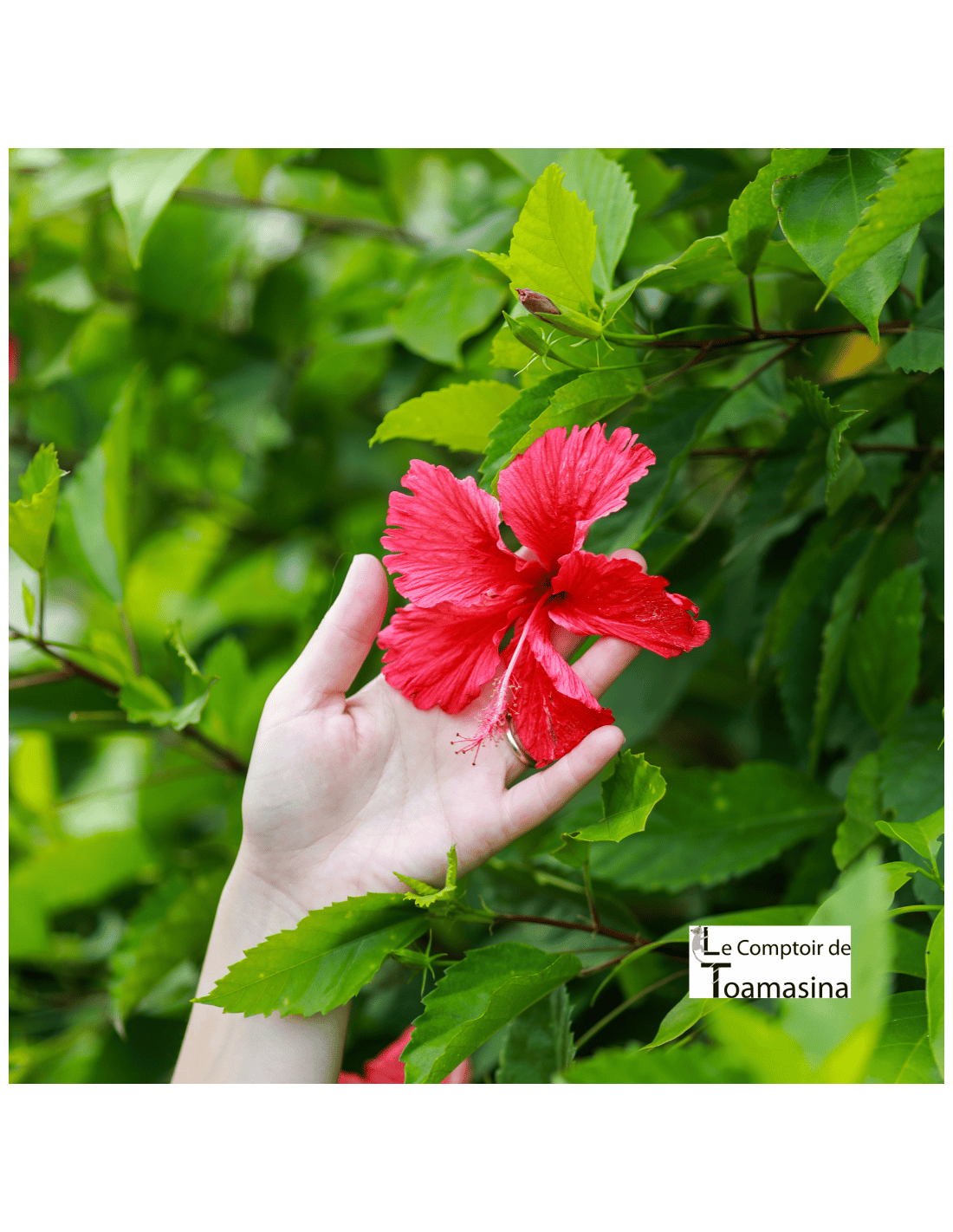 Fleurs d'Hibiscus plantation Arnaud Vanille