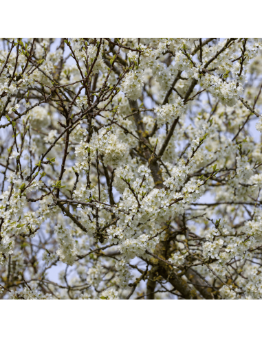 Baie de Sichuan Verte