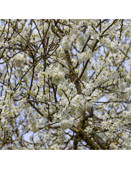 Green Sichuan Pepper