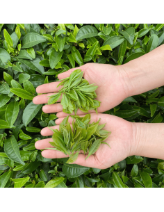 Thé Vert Sencha Sélection 2