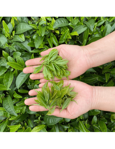 Feuilles de thé vert
