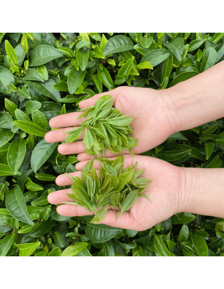 Feuilles de thé vert