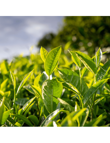 Plantation de thé vert