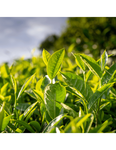 Plantation de thé vert