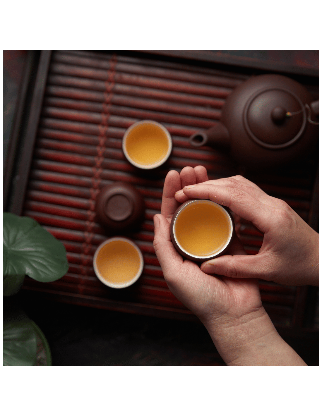 Le guide du thé vert : fabrication, préparation, dégustation