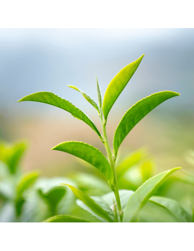 Banchan Japanese Green Tea