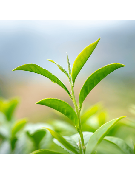 Banchan Japanese Green Tea